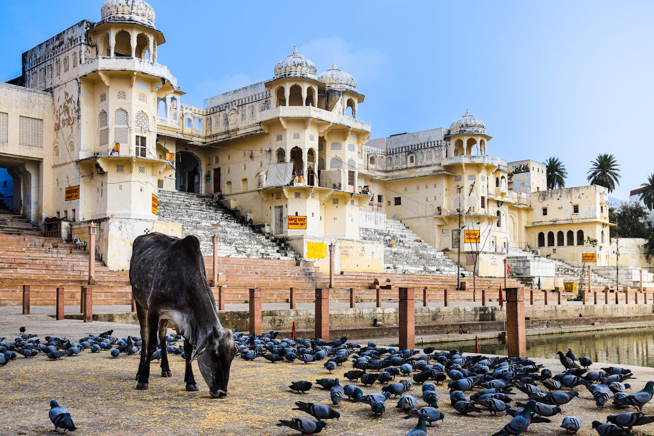 services-02 Ancient Indian palace in the city with cow and pigeons by a waterbody, showcasing unique architecture.